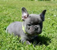 Lime Green , a female French Bulldog for sale in Richland, IA – 2 of 6