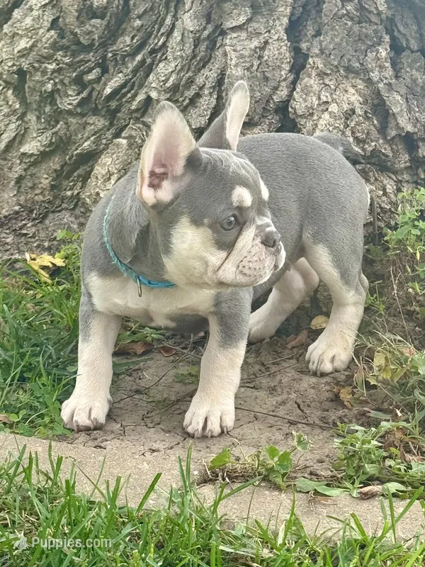 Baby Blue Collar  – French Bulldog puppy for sale in Richland, IA