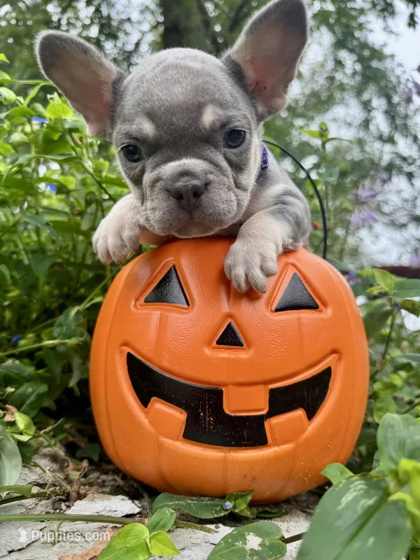 Purple Collar  – French Bulldog puppy for sale in Richland, IA
