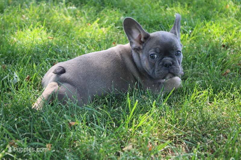 Yellow Collar  – French Bulldog puppy for sale in Richland, IA
