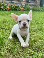 Baby Pink Collar , a female French Bulldog for sale in Richland, IA – 2 of 6