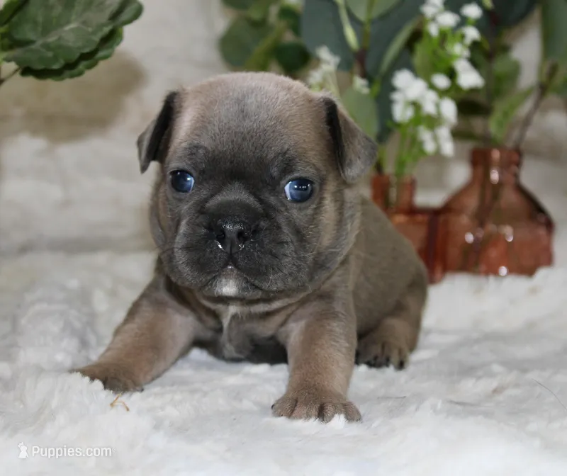 Yellow Collar  – French Bulldog puppy for sale in Richland, IA