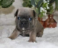 Yellow Collar , a male French Bulldog for sale in Richland, IA – Photo 1 of 6
