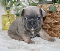 Yellow Collar , a male French Bulldog for sale in Richland, IA – Photo 4 of 6