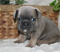Yellow Collar , a male French Bulldog for sale in Richland, IA – Photo 2 of 6