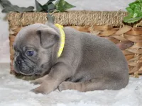 Yellow Collar , a male French Bulldog for sale in Richland, IA – Photo 3 of 6