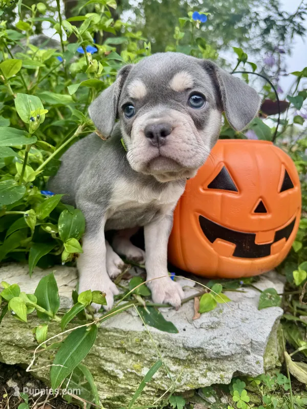 Lime Green Collar  – French Bulldog puppy for sale in Richland, IA