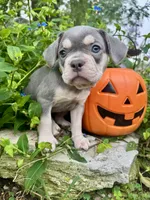 Lime Green Collar , a female French Bulldog for sale in Richland, IA – 1 of 6