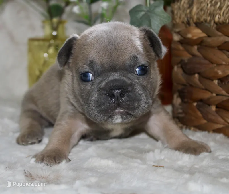 Blue Collar  – French Bulldog puppy for sale in Richland, IA