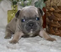 Blue Collar , a male French Bulldog for sale in Richland, IA – Photo 1 of 6