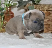 Blue Collar , a male French Bulldog for sale in Richland, IA – Photo 2 of 6