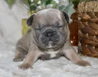 Blue Collar , a male French Bulldog for sale in Richland, IA – Photo 4 of 6