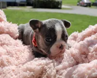 Red Collar , a female French Bulldog for sale in Richland, IA – 4 of 6