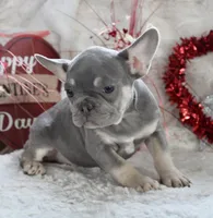 Brown Collar, a male French Bulldog for sale in Richland, IA – Photo 6 of 10