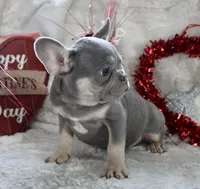 Brown Collar, a male French Bulldog for sale in Richland, IA – Photo 3 of 10