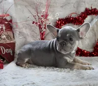 Brown Collar, a male French Bulldog for sale in Richland, IA – Photo 5 of 10