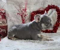 Brown Collar, a male French Bulldog for sale in Richland, IA – Photo 8 of 10