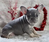 Brown Collar, a male French Bulldog for sale in Richland, IA – Photo 1 of 10
