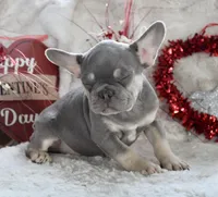 Brown Collar, a male French Bulldog for sale in Richland, IA – Photo 10 of 10
