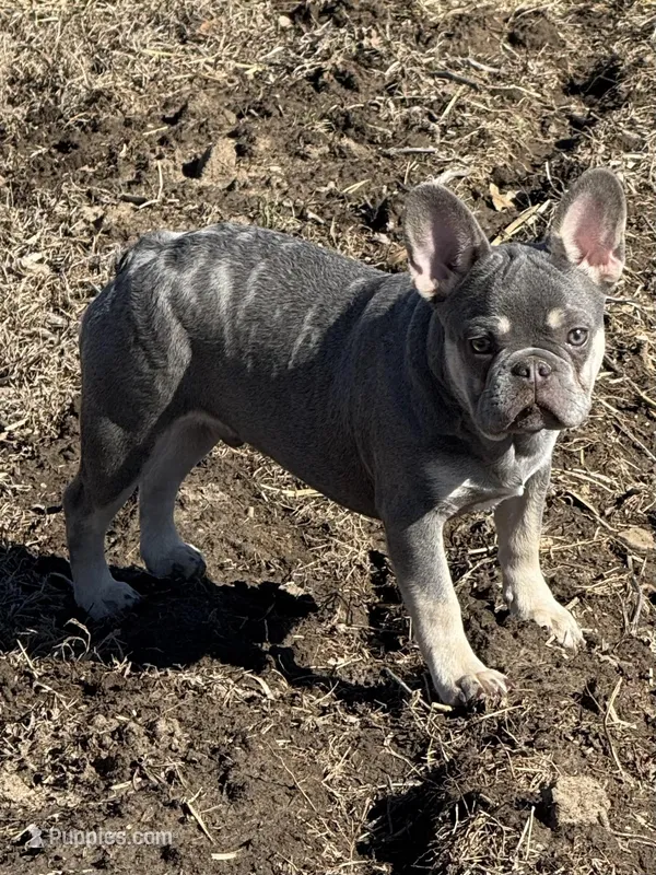 Brown Collar – French Bulldog puppy for sale in Richland, IA