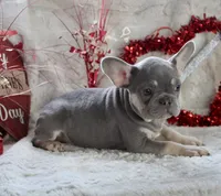 Brown Collar, a male French Bulldog for sale in Richland, IA – Photo 2 of 10