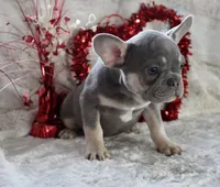 Brown Collar, a male French Bulldog for sale in Richland, IA – Photo 7 of 10