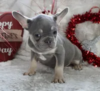 Brown Collar, a male French Bulldog for sale in Richland, IA – Photo 9 of 10