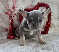 Brown Collar, a male French Bulldog for sale in Richland, IA – Photo 4 of 10