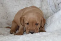 Yellow Collar , a female Labrador Retriever for sale in Richland, IA – Photo 5 of 10