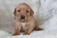 Yellow Collar , a female Labrador Retriever for sale in Richland, IA – Photo 7 of 10