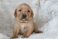 Yellow Collar , a female Labrador Retriever for sale in Richland, IA – Photo 1 of 10