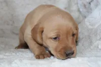 Yellow Collar , a female Labrador Retriever for sale in Richland, IA – Photo 8 of 10