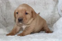 Yellow Collar , a female Labrador Retriever for sale in Richland, IA – Photo 4 of 10