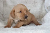 Yellow Collar , a female Labrador Retriever for sale in Richland, IA – Photo 6 of 10
