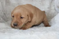 Yellow Collar , a female Labrador Retriever for sale in Richland, IA – Photo 3 of 10