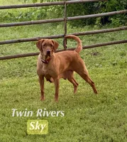 Yellow Collar , a female Labrador Retriever for sale in Richland, IA – Photo 10 of 10