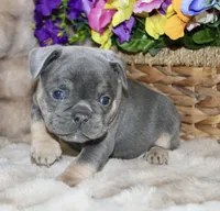 Black Collar , a male French Bulldog for sale in Richland, IA – 3 of 6