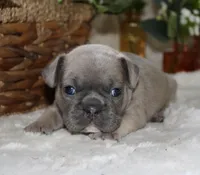 Purple Collar , a male French Bulldog for sale in Richland, IA – Photo 4 of 6