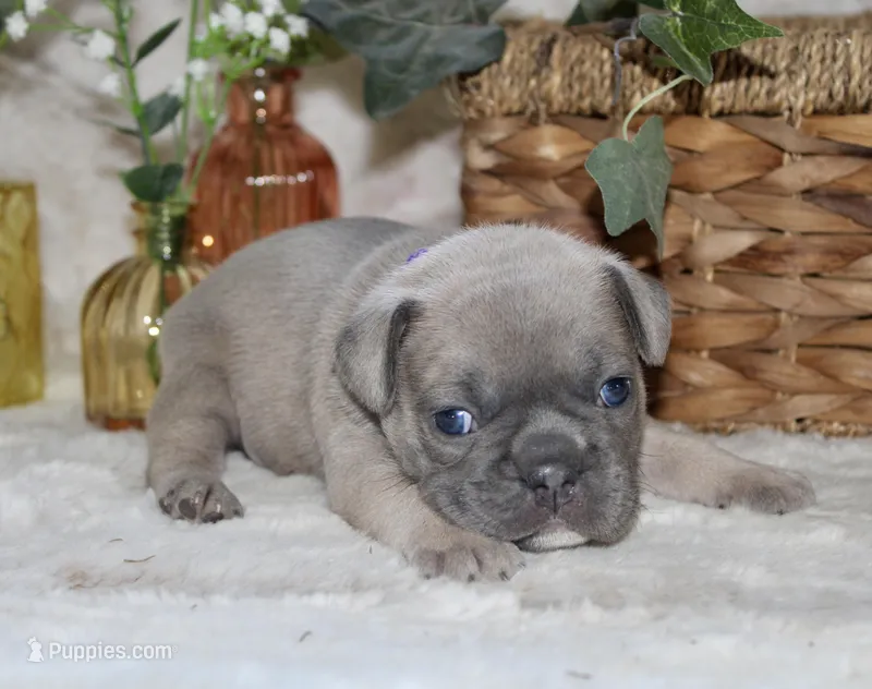 Purple Collar  – French Bulldog puppy for sale in Richland, IA