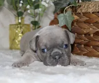 Purple Collar , a male French Bulldog for sale in Richland, IA – Photo 2 of 6