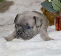 Purple Collar , a male French Bulldog for sale in Richland, IA – Photo 3 of 6