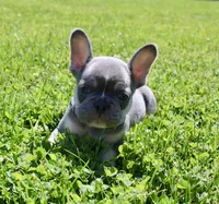 Silver Collar , a male French Bulldog for sale in Richland, IA – 5 of 8
