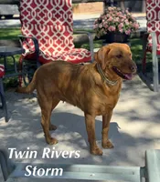 Blue Collar , a male Labrador Retriever for sale in Richland, IA – Photo 9 of 10