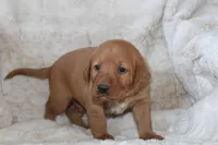 Blue Collar , a male Labrador Retriever for sale in Richland, IA – Photo 1 of 10