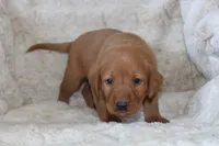 Blue Collar , a male Labrador Retriever for sale in Richland, IA – Photo 4 of 10