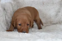 Blue Collar , a male Labrador Retriever for sale in Richland, IA – Photo 8 of 10