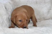 Blue Collar , a male Labrador Retriever for sale in Richland, IA – Photo 6 of 10