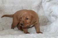 Blue Collar , a male Labrador Retriever for sale in Richland, IA – Photo 2 of 10