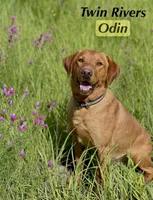 Blue Collar , a male Labrador Retriever for sale in Richland, IA – Photo 10 of 10