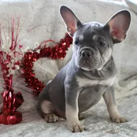 Black Collar, a male French Bulldog for sale in Richland, IA – Photo 3 of 10